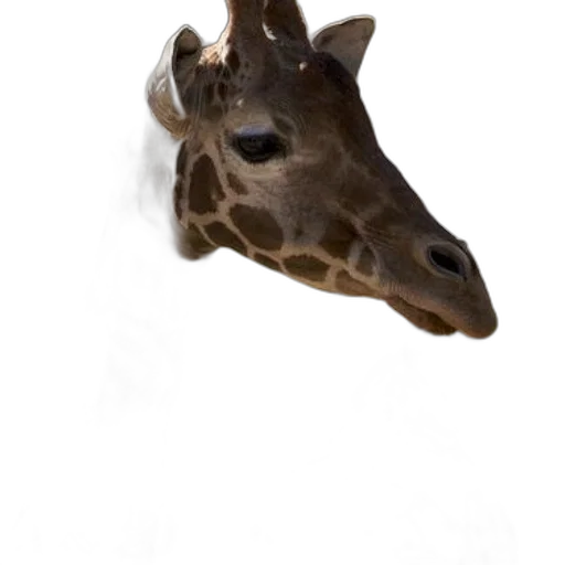 animal, creature, face, mask transparent PNG cut-out