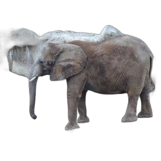 animal, creature, hat, umbrella transparent PNG cut-out