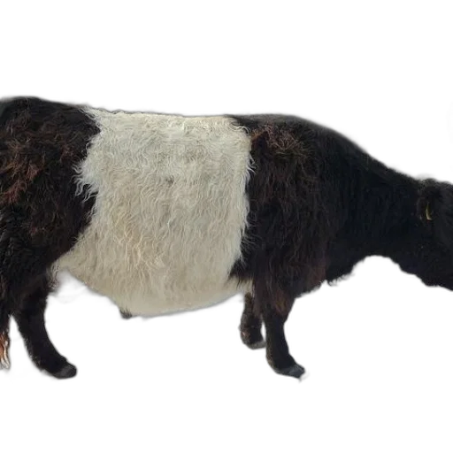 animal, hair, staff, creature transparent PNG cut-out