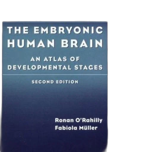 embryonic, human, brain, atlas transparent PNG cut-out