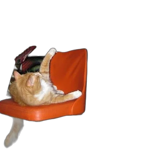 hat, furniture, animal, shoes transparent PNG cut-out