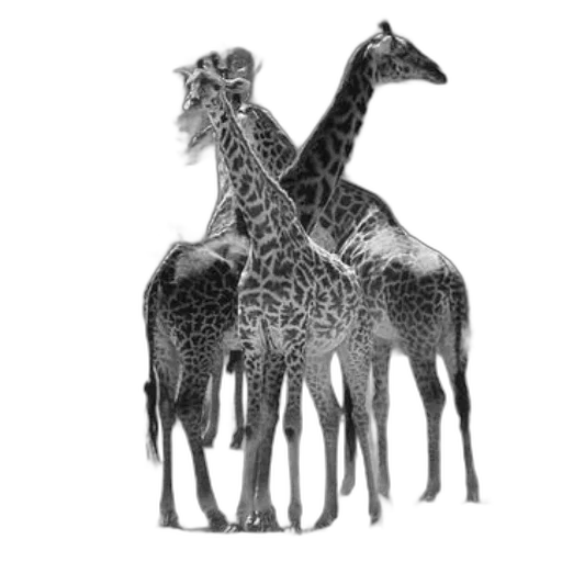 animal, jewelry, crown, concept art transparent PNG cut-out