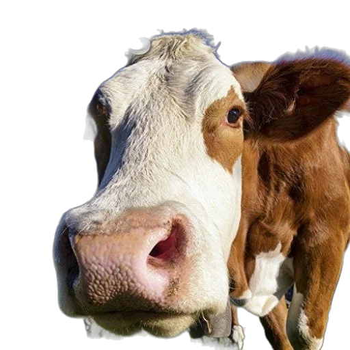 animal, face, food, mask transparent PNG cut-out