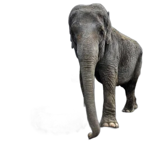 animal, creature, staff, photorealistic transparent PNG cut-out