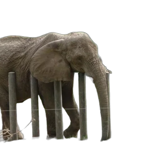 animal, furniture, creature, umbrella transparent PNG cut-out