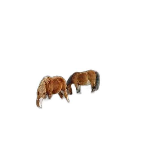 animal, furniture, hair, jewelry transparent PNG cut-out