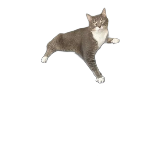animal, staff, creature, weapon transparent PNG cut-out