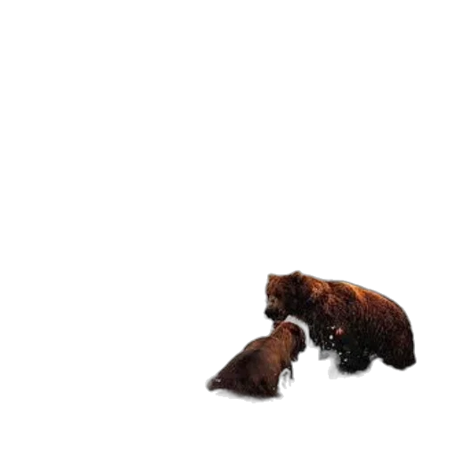 animal, creature, hair, food transparent PNG cut-out