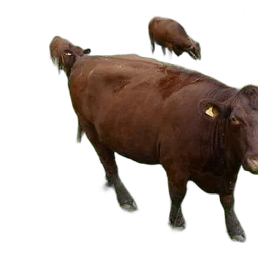 animal, creature, food, weapon transparent PNG cut-out