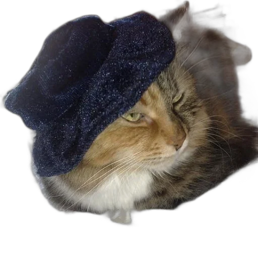 hat, animal, crown, creature transparent PNG cut-out