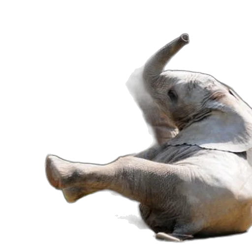 animal, creature, photorealistic, concept art transparent PNG cut-out