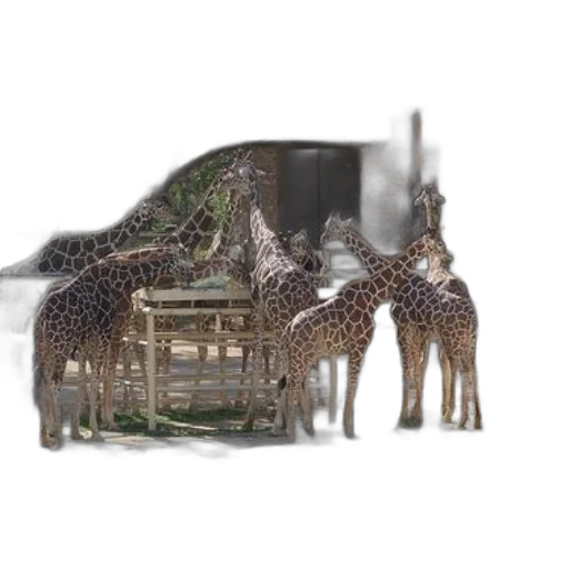 animal, furniture, creature, car transparent PNG cut-out