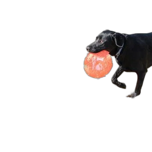 animal, creature, food, dragon transparent PNG cut-out