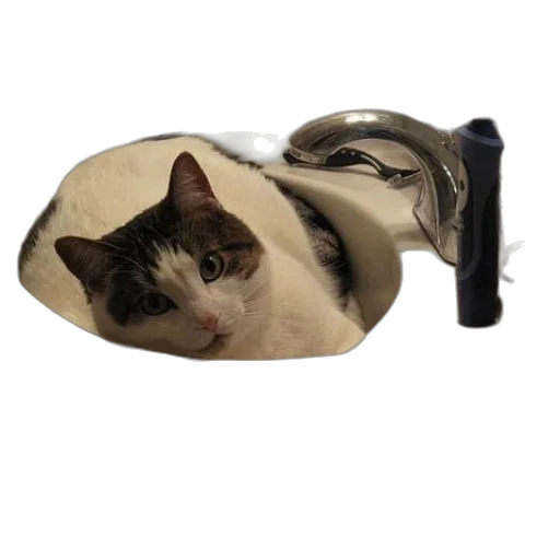 umbrella, staff, hat, jacket transparent PNG cut-out