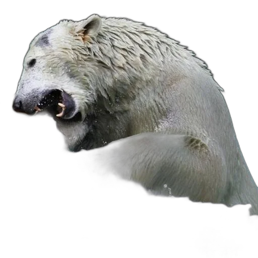 animal, creature, staff, hair transparent PNG cut-out