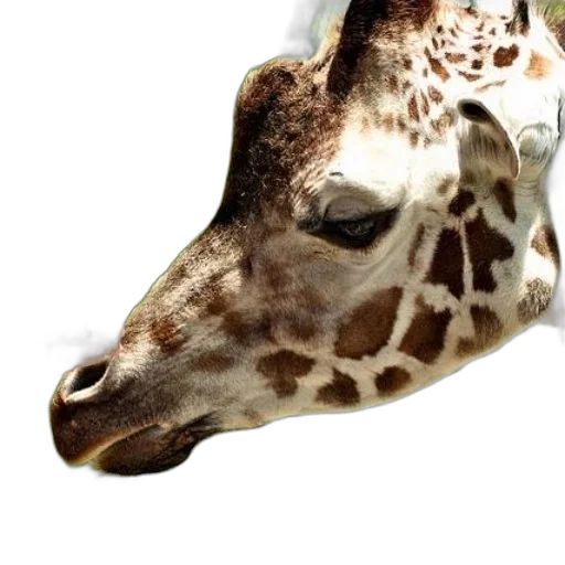 animal, face, creature, mask transparent PNG cut-out