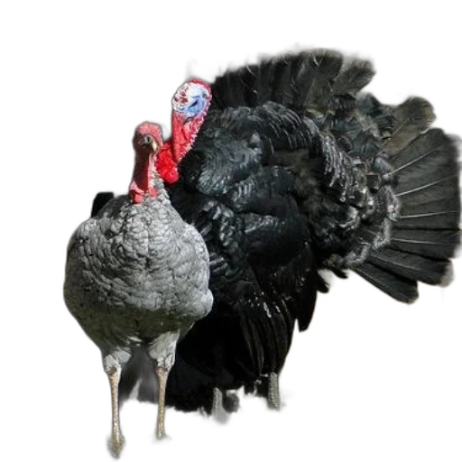 animal, creature, food, photorealistic transparent PNG cut-out