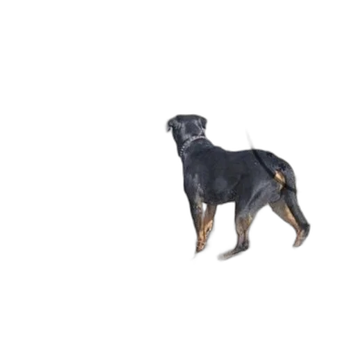 animal, creature, staff, photorealistic transparent PNG cut-out