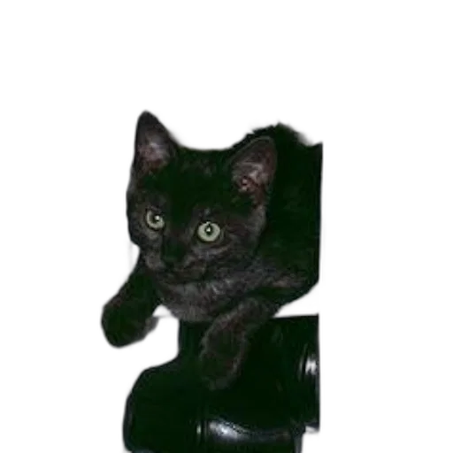 staff, animal, furniture, creature transparent PNG cut-out
