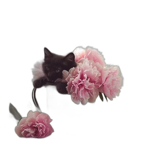 flower, crown, jewelry, hat transparent PNG cut-out
