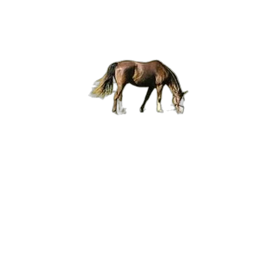 animal, creature, hair, hat transparent PNG cut-out