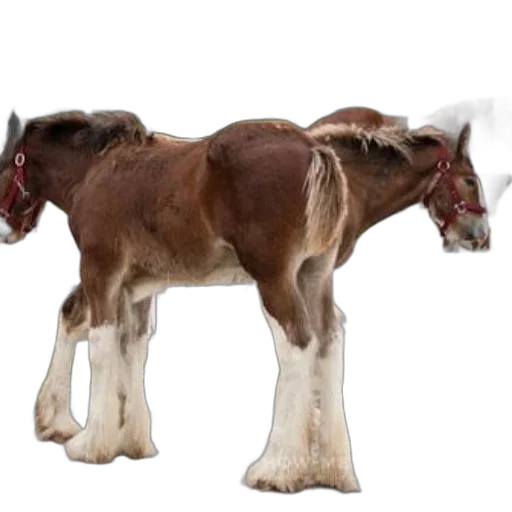 animal, staff, creature, food transparent PNG cut-out