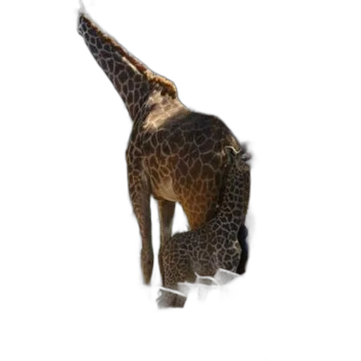 hat, animal, staff, creature transparent PNG cut-out