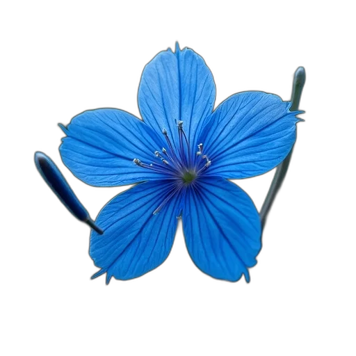 flower, crown, jewelry, staff transparent PNG cut-out