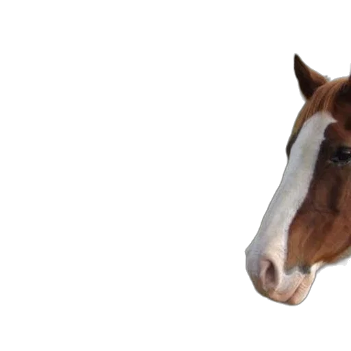 animal, face, creature, hat transparent PNG cut-out