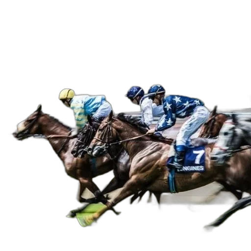 animal, photorealistic, three, jockeys transparent PNG cut-out