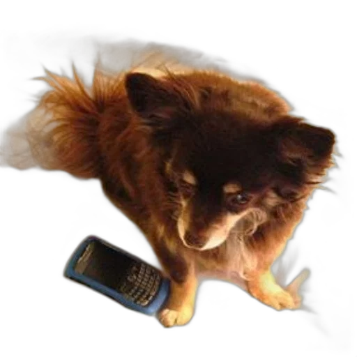 staff, animal, creature, photorealistic transparent PNG cut-out