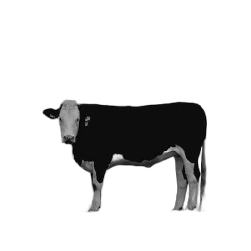animal, food, robot, staff transparent PNG cut-out