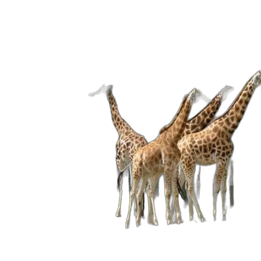 animal, creature, 3d render, concept art transparent PNG cut-out