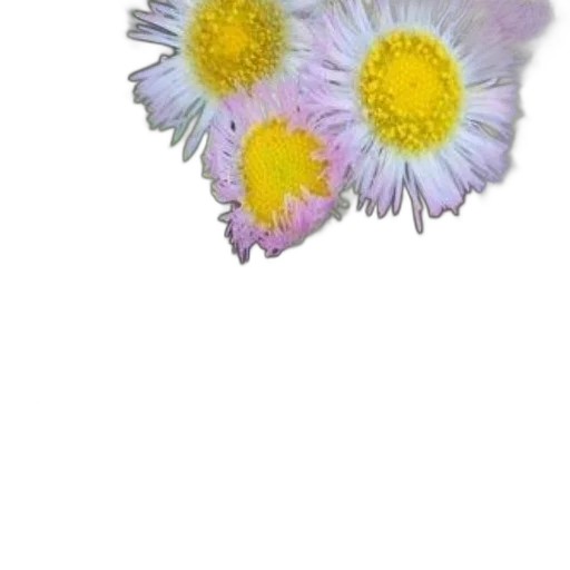 flower, crown, jewelry, staff transparent PNG cut-out