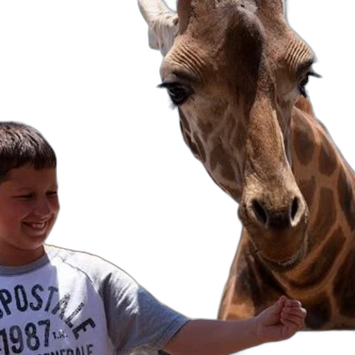 animal, creature, young, boy transparent PNG cut-out
