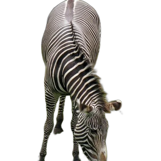 animal, creature, staff, hat transparent PNG cut-out