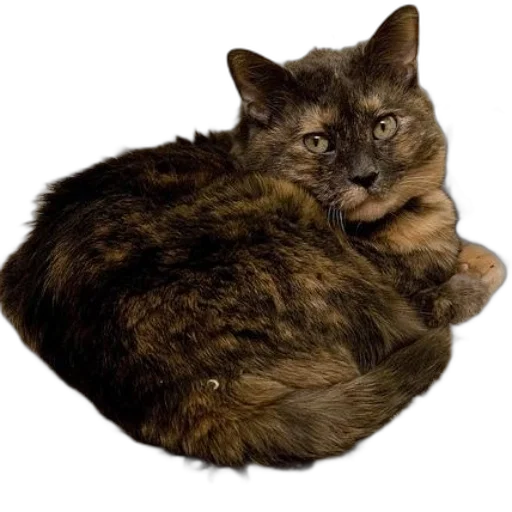animal, crown, creature, staff transparent PNG cut-out