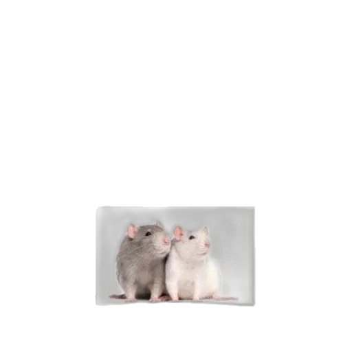 animal, food, creature, hat transparent PNG cut-out