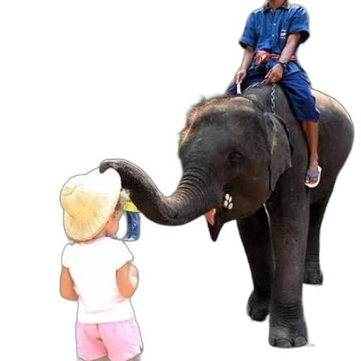 animal, staff, photorealistic, concept art transparent PNG cut-out