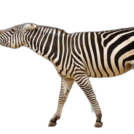 animal, creature, furniture, staff transparent PNG cut-out