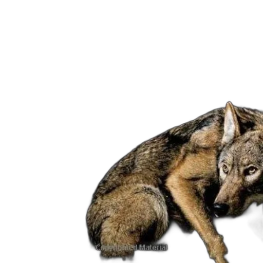 animal, creature, weapon, concept art transparent PNG cut-out