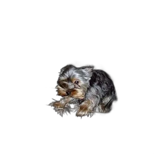 animal, creature, hair, face transparent PNG cut-out