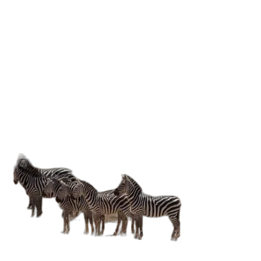 animal, creature, furniture, hair transparent PNG cut-out