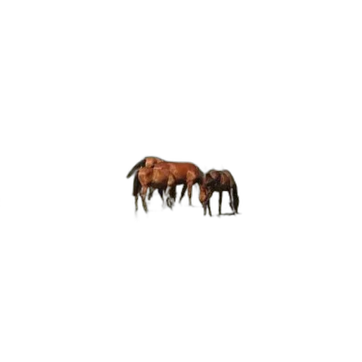 animal, creature, hair, furniture transparent PNG cut-out