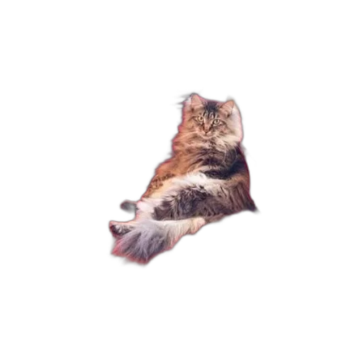 animal, creature, shoes, staff transparent PNG cut-out