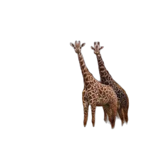 animal, creature, crown, hat transparent PNG cut-out
