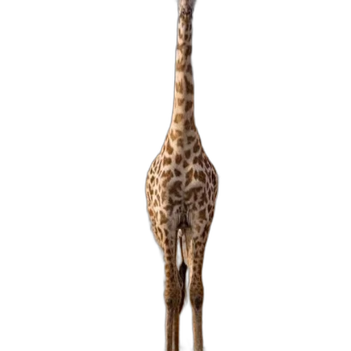 animal, staff, creature, weapon transparent PNG cut-out