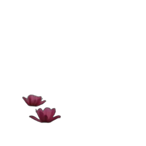 flower, crown, shoes, hat transparent PNG cut-out