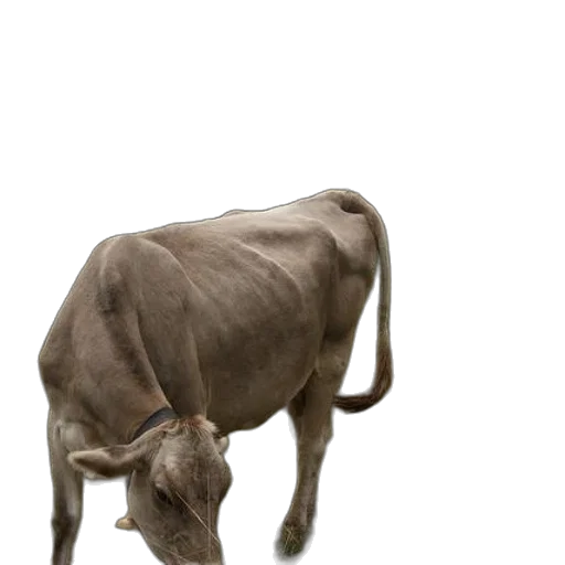 animal, creature, food, staff transparent PNG cut-out