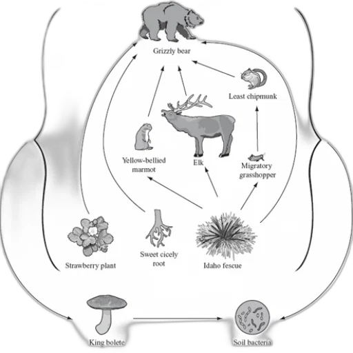 image, food, web, diagram transparent PNG cut-out